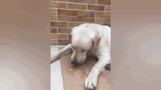 吃货拉布拉多吃梨听到巨响:先拿上我的梨,有啥事带着