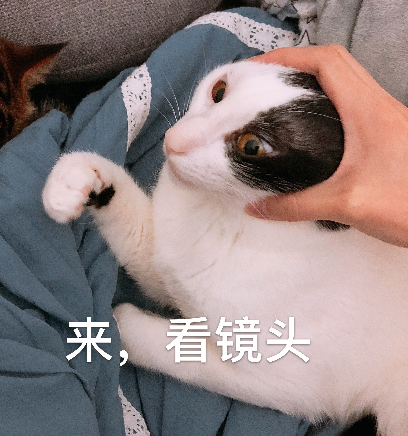 喵喵喵喵喵喵喵喵嗷呜睡睡 d3de27a0c188c1e72e79c38b1d8609f700478c83.jpg