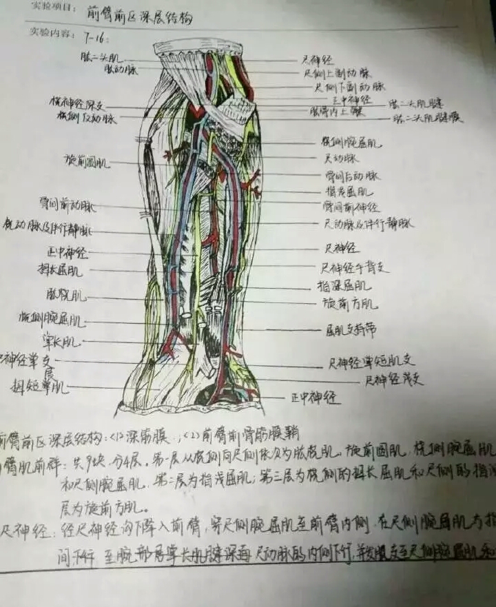 减肥第五周之医学生画作欣赏