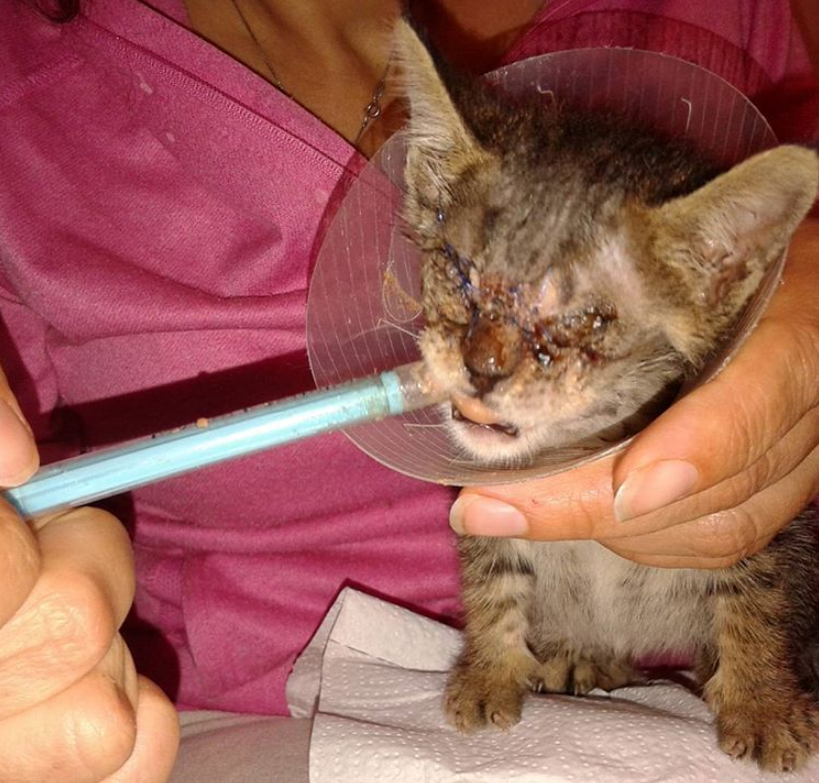 小猫遭人划伤双眼,多亏流浪猫把它叼走,喵叫声引来女子救它一生