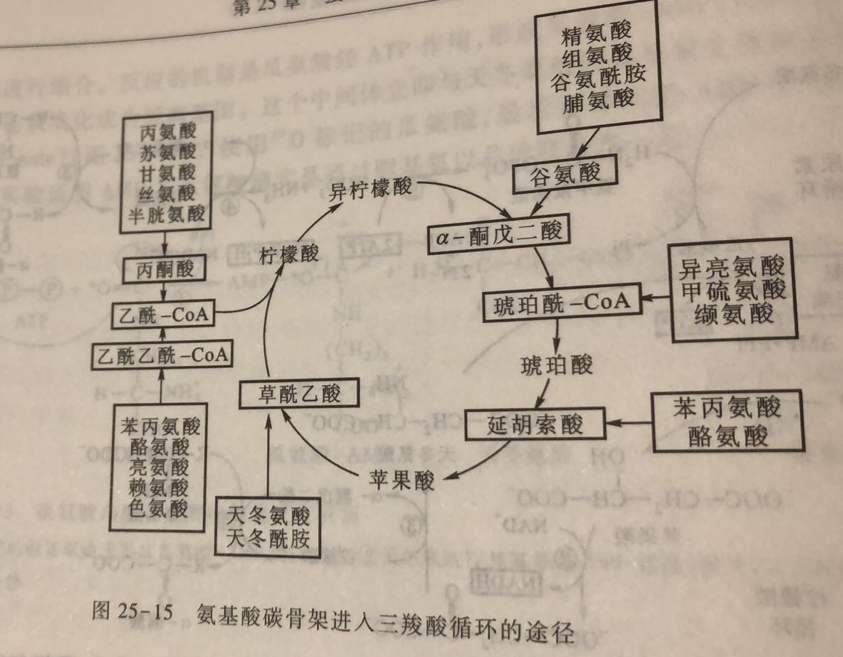 【生物化学】氨基酸代谢部分的补充(含 一碳代谢)