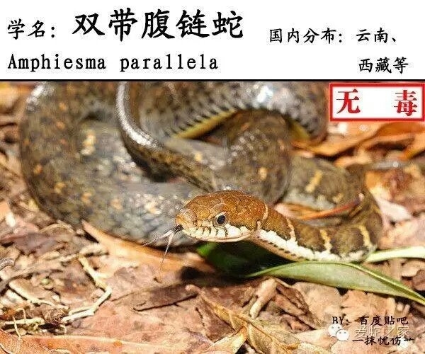 中国蛇类图鉴及名录2017(中)