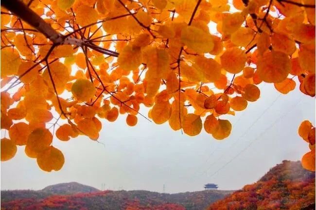 香山红叶—石振明摄于唐县香山生态园