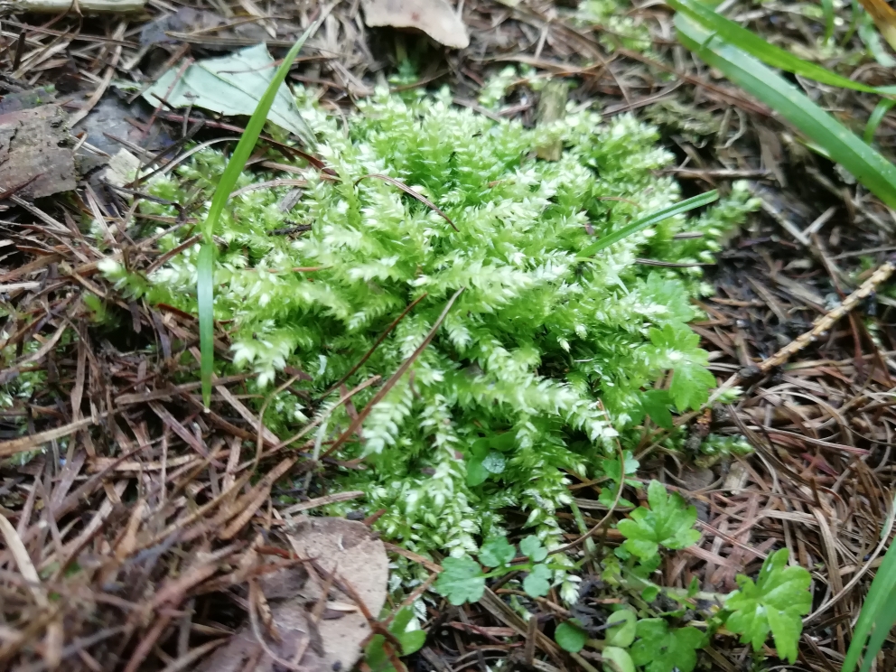 藓类植物