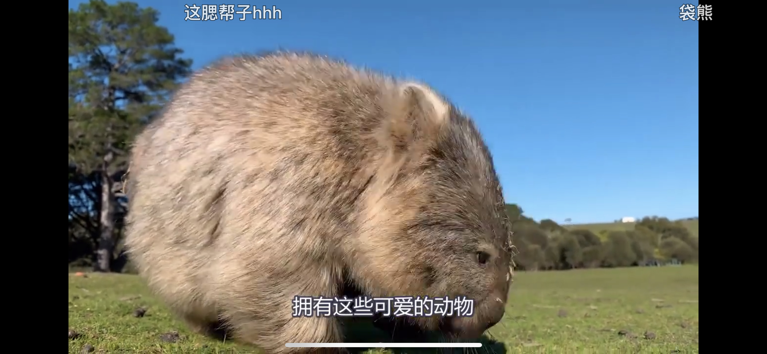 塔斯马尼亚州袋熊一览