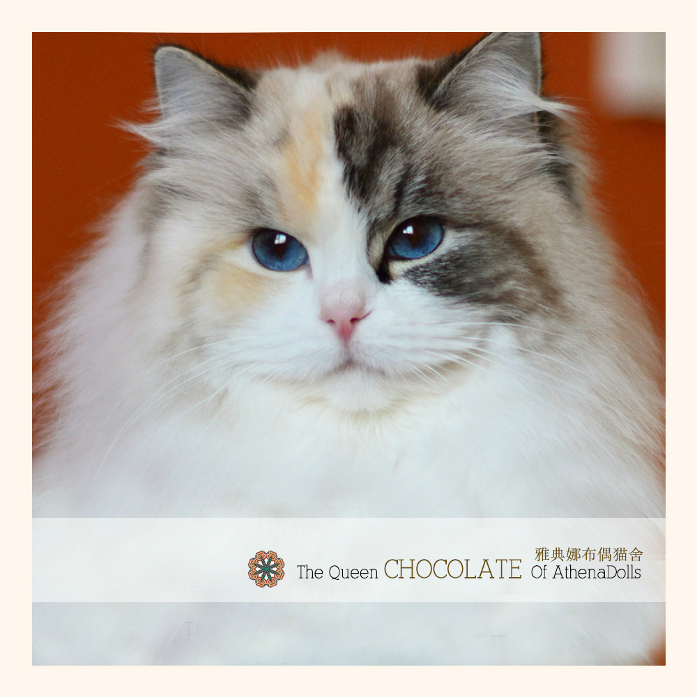 布偶猫遗传学颜色与花纹篇