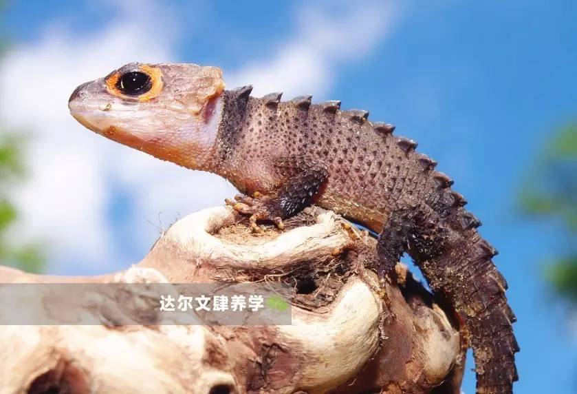 红眼鹰蜥 | 它是不是更像驯龙高手里的无牙仔?一个爬宠界的戏精