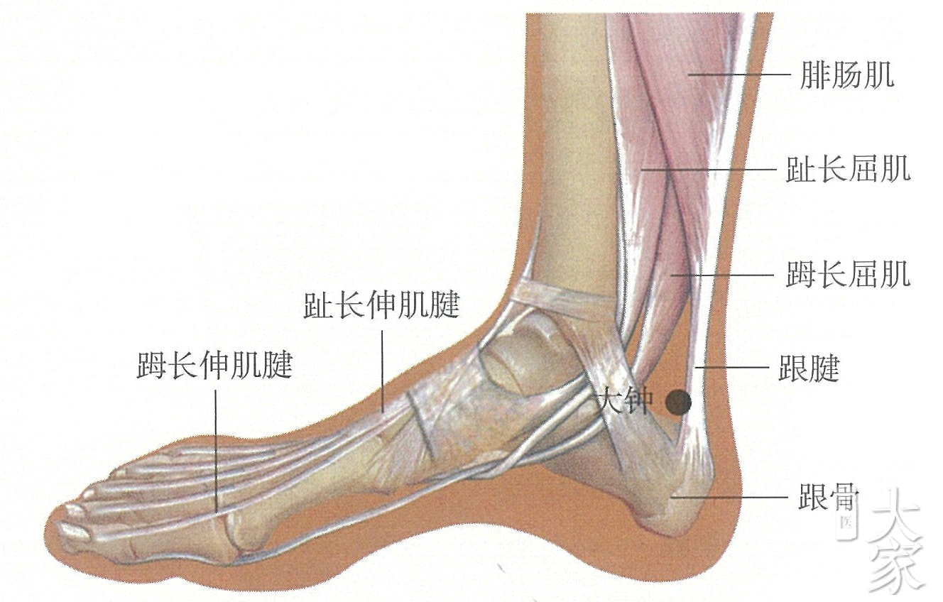 肾经——大钟 大钟:在内踝后下方,跟骨