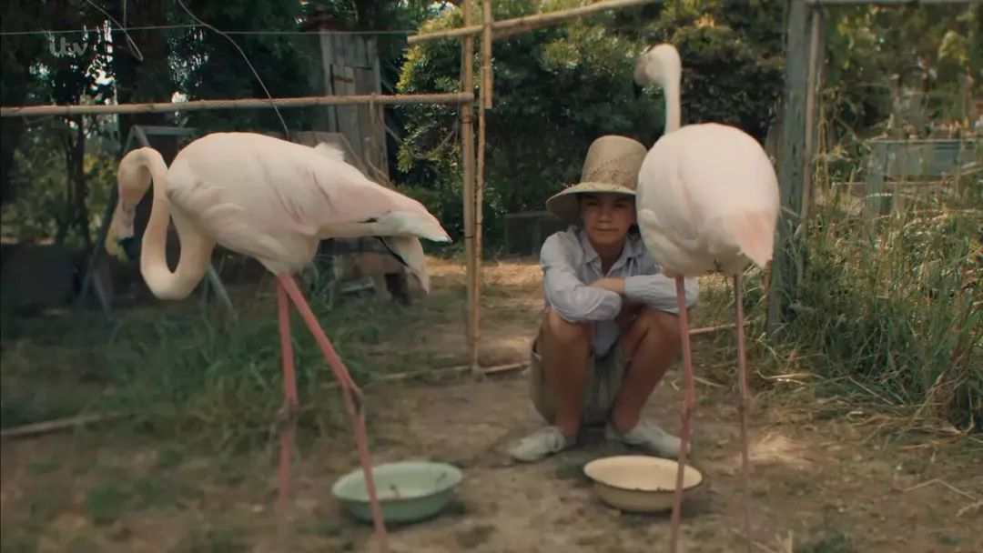 《德雷尔一家3》豆瓣评分9.6重磅回归