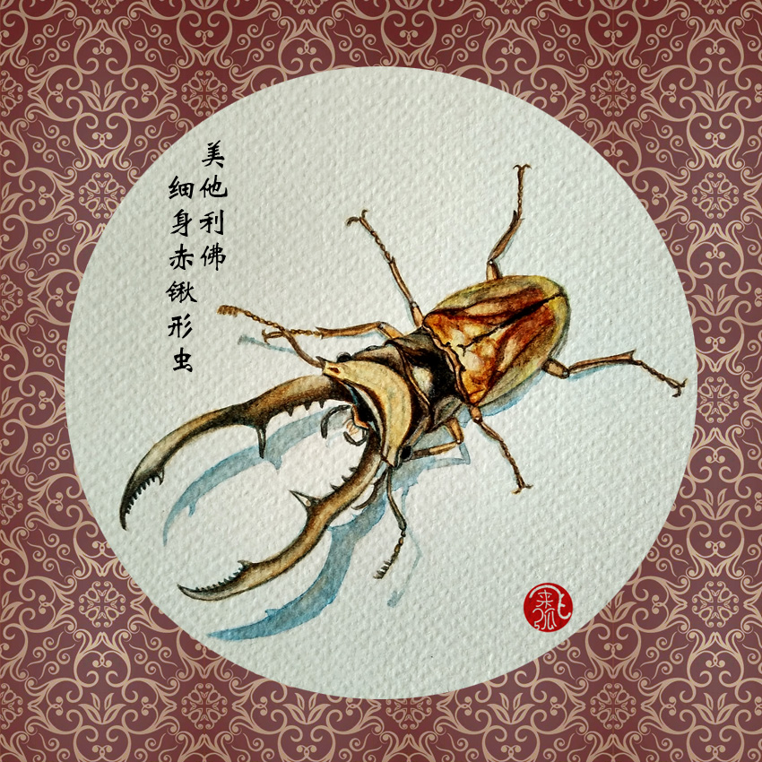 【水彩图解步骤】微观世界 - "巨兽"锹形虫