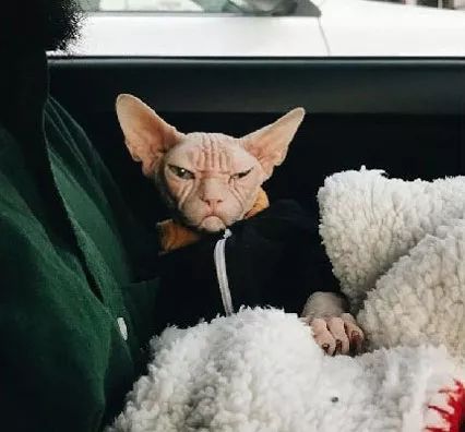 这只满脸都写着不高兴的斯芬克斯猫,就是一大佬