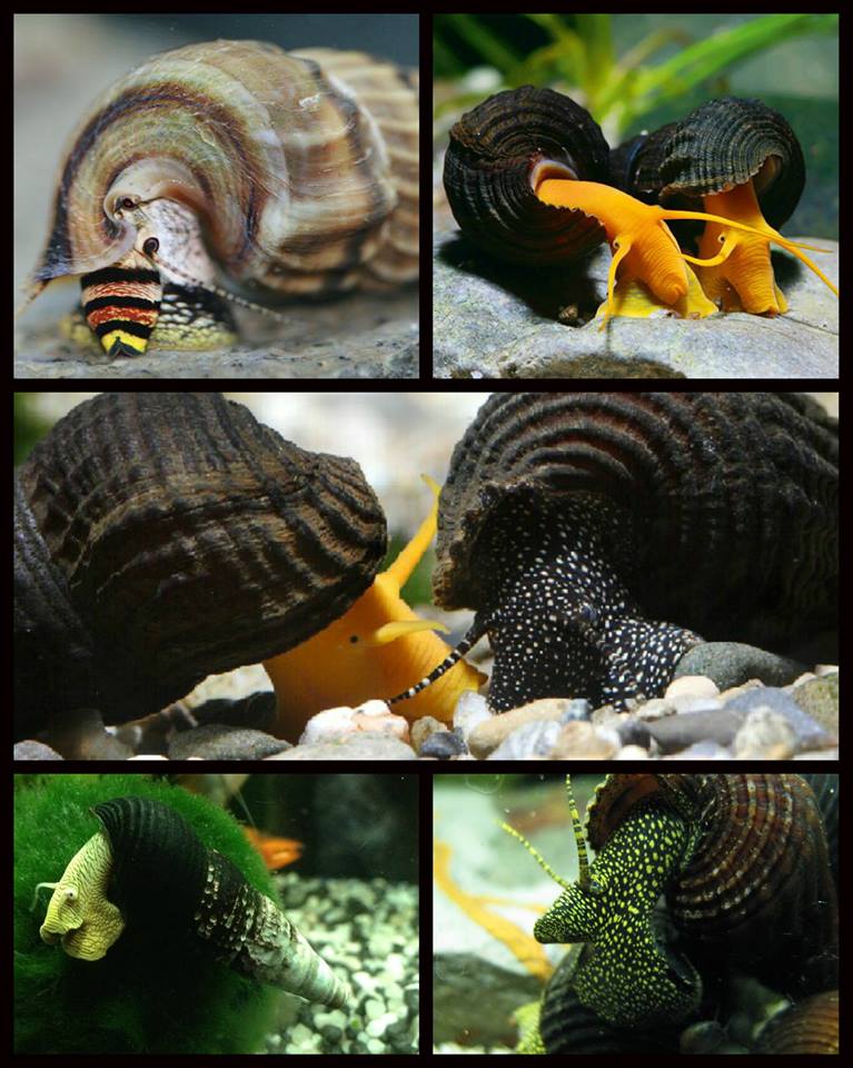 tylomelania兔螺属的物种,体型范围2-12cm,为世界上最大的淡水螺类之