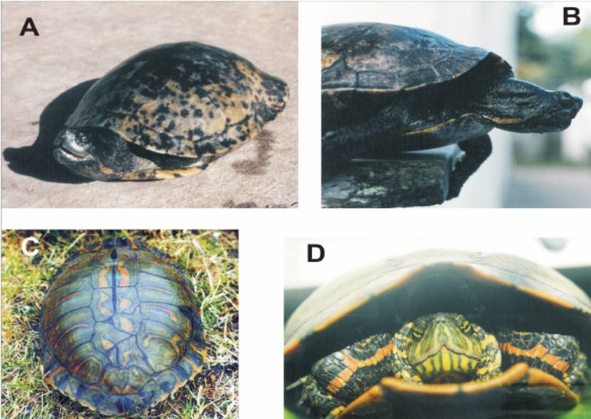 正宗巴西龟——南美彩龟与亚马逊彩龟