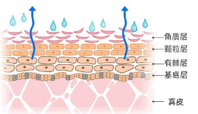 肌肤层