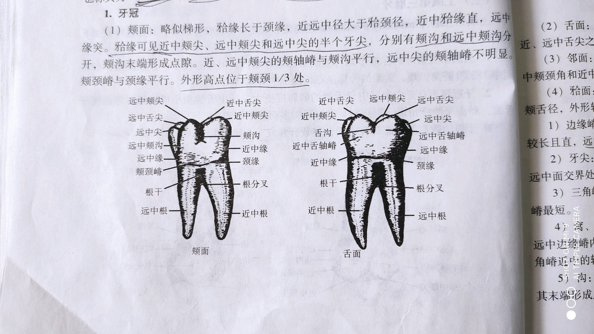 《口腔解剖学》第一篇牙体解剖