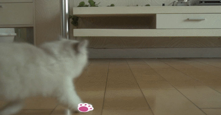 真没想到猫走路竟然有这么大学问快看看你家猫的姿势标准吗