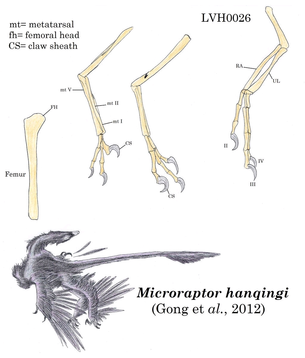 林间的小盗贼:小盗龙类(microraptoria)物种简介