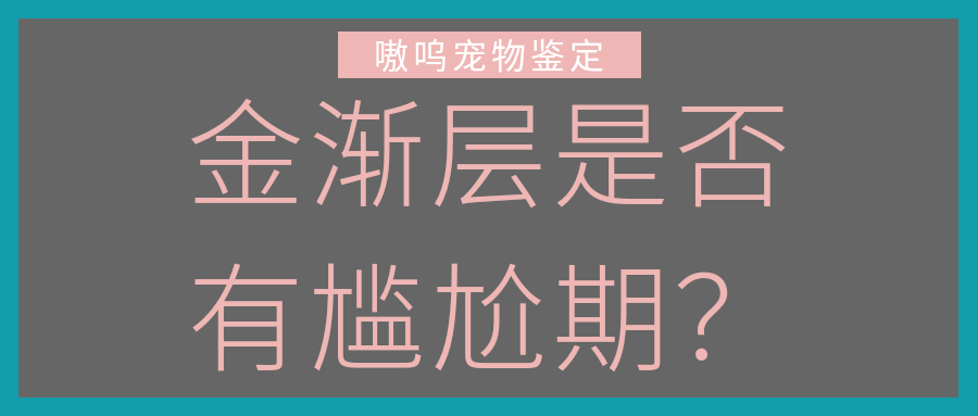 如何选购金渐层 d5efbc56b6eeb1e83c71f24eb950a3b0bce7f82d.png