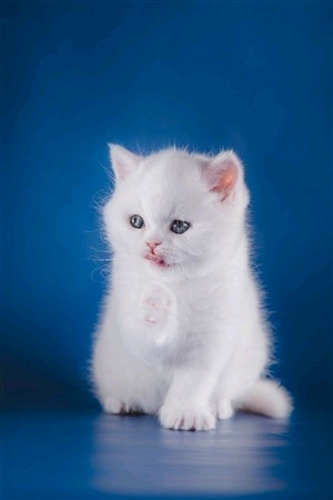 怎么看小猫是否有猫癣 d60296fc9f380665657b57bb6d03eb30fb5deb90.jpg