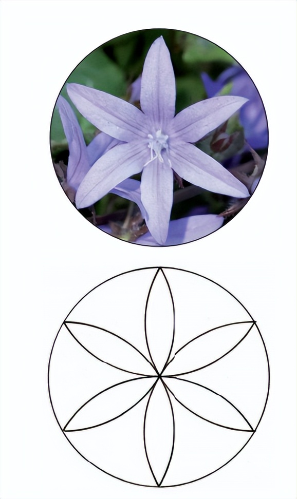 花朵的隐秘几何4:暴力拆解花朵的几何结构 (从6瓣到13瓣)