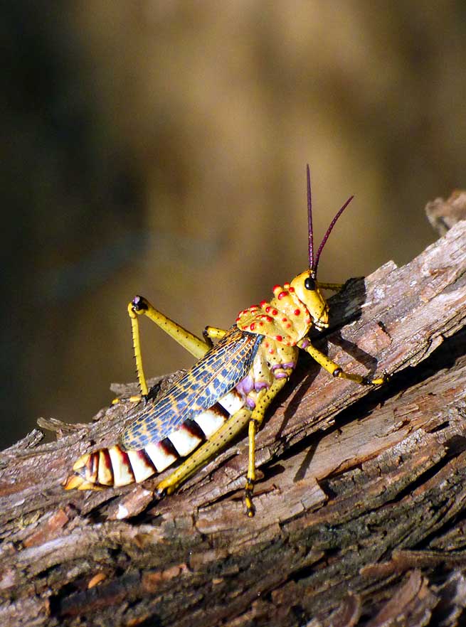 " 当然,这些蚱蜢, 后来经鉴定为是 phymateus baccatus, 来自锥头蝗科