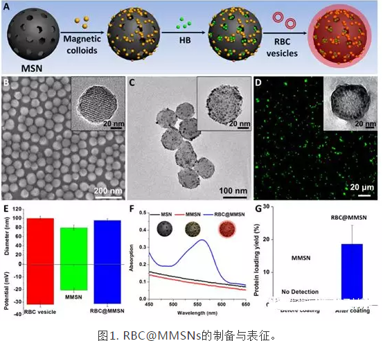 红细胞膜修饰磁性介孔二氧化硅纳米颗粒(rbc @ mmsns)