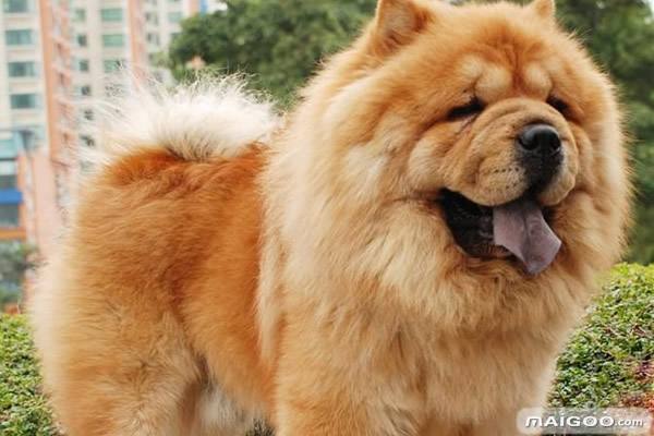 中国的39种"土狗"的补充和更正