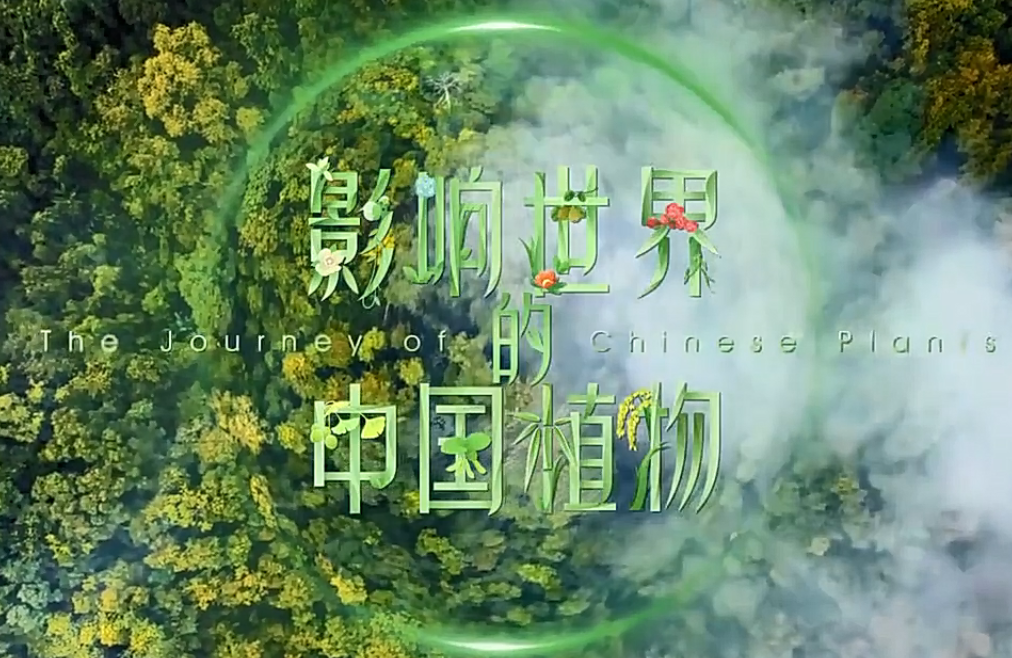 推荐我国一部植物纪录片《影响世界的中国植物》