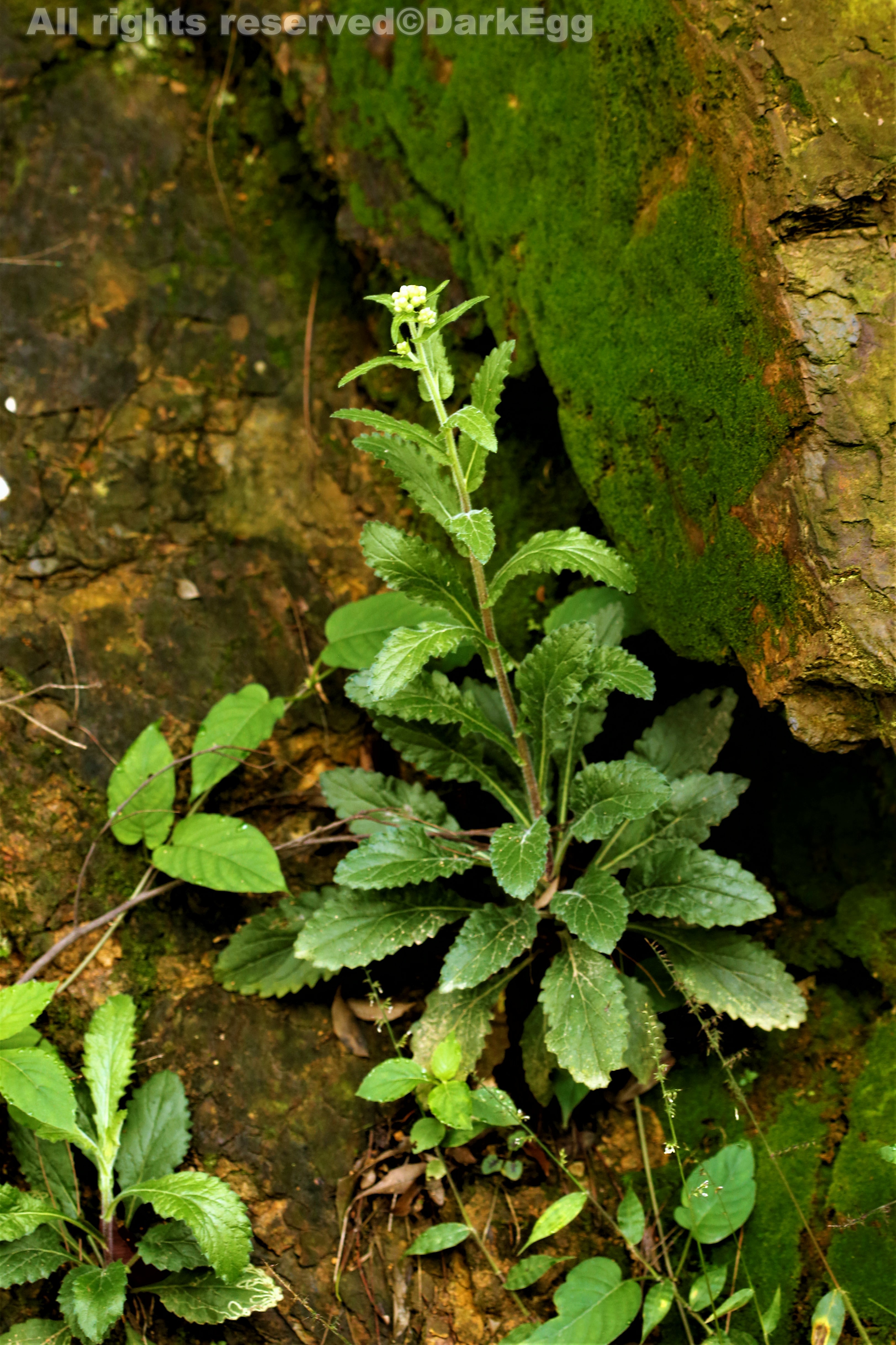 白酒草 eschenbachia japonica