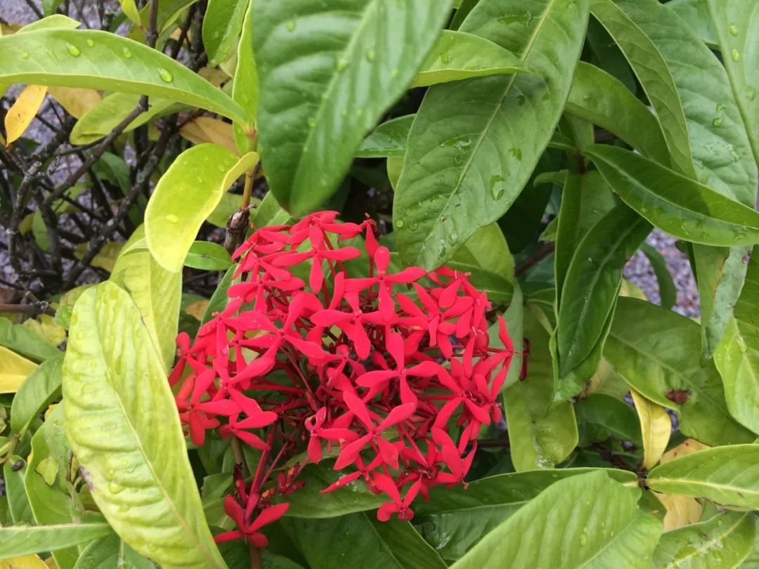 南方四季开花的龙船花,花色丰富,只有原种可结果,易招"虫子"