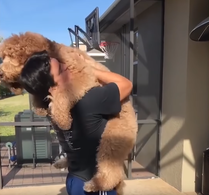 巨贵犬长大后认为自己还是宝宝,出门必须要主人抱,真心疼它主人