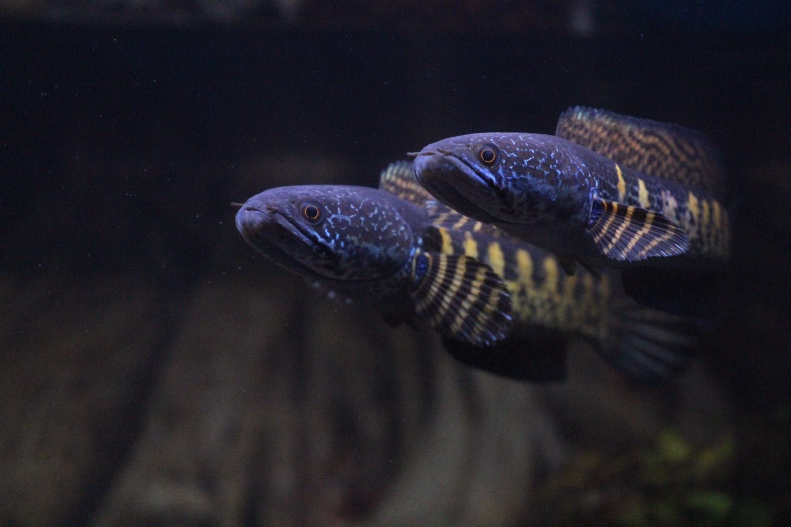 雷龙鱼(蛇头鱼)品种汇总