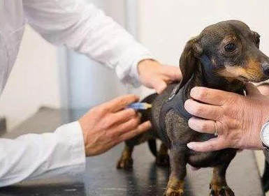 给狗接生的方法是什么 d75385cc7e4fd63eba3aa3fc0b4f6e3b354c931b.png