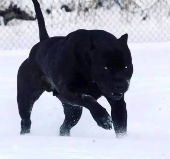 黑豹犬.冷门犬种.长得像豹子.很少见.基本不被承认.