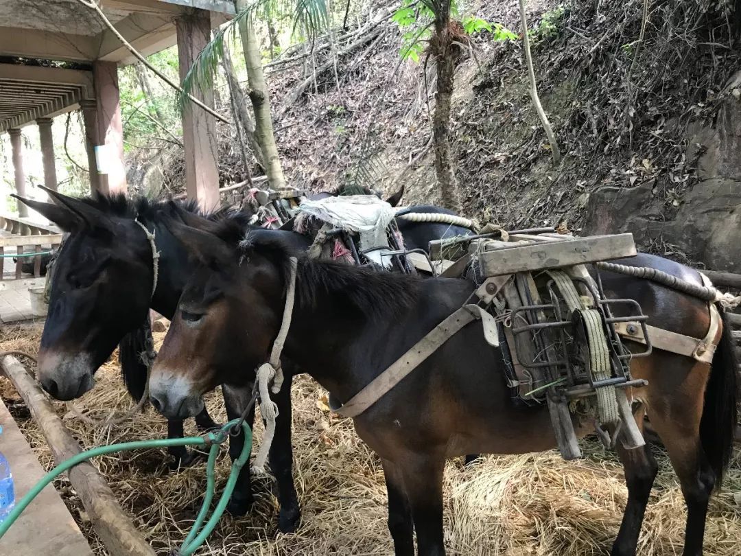 用战略核潜艇当未来战场的"水下骡子?