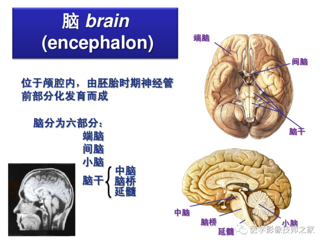 中枢神经系统功能解剖及定位