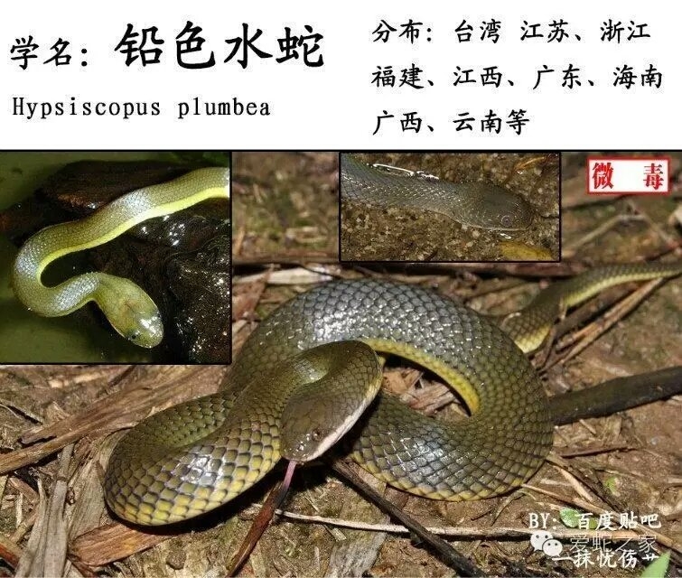 hypsiscopus plumbea 铅色水蛇  (boie, 1827)