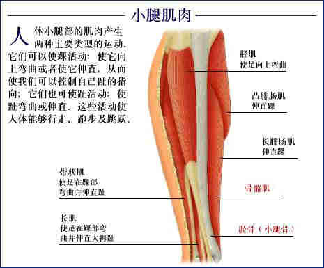 史上最全的人体(组织器官)全图