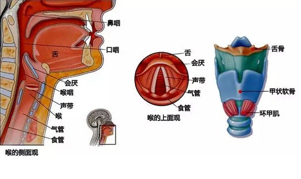 其实发声器官构造并不复杂,它是又喉咙,肌肉,软骨,声带组成的.