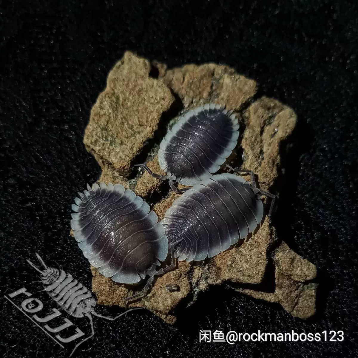 宠物鼠妇部分品种欣赏一