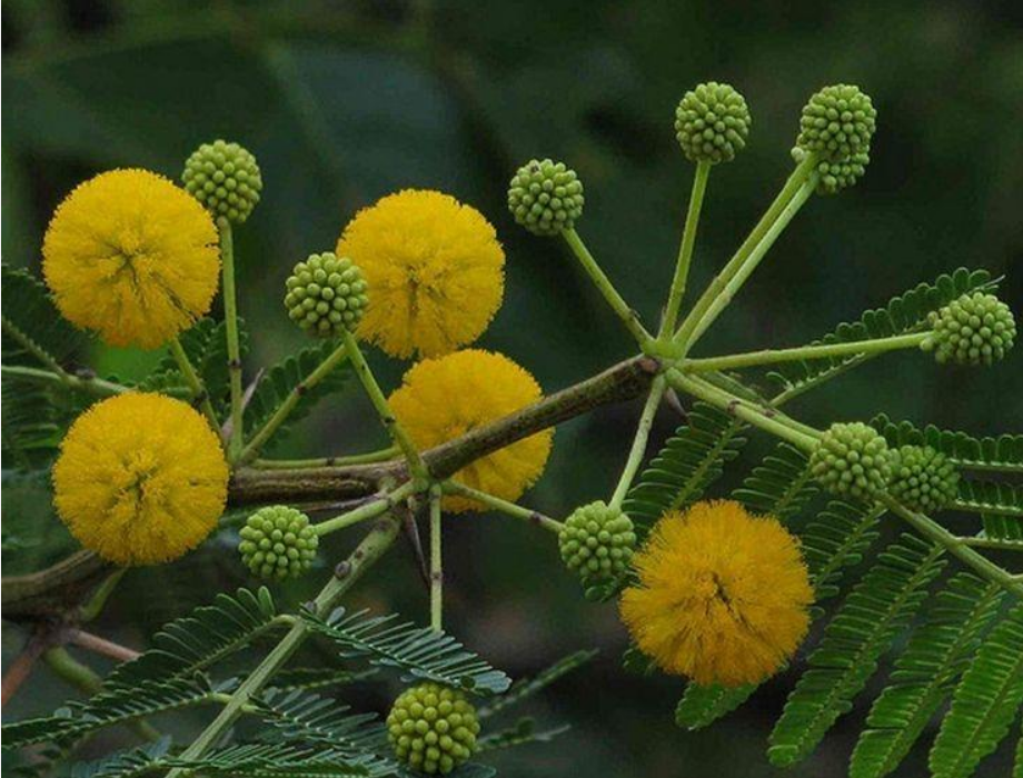【植物界】澳洲国花——金合欢