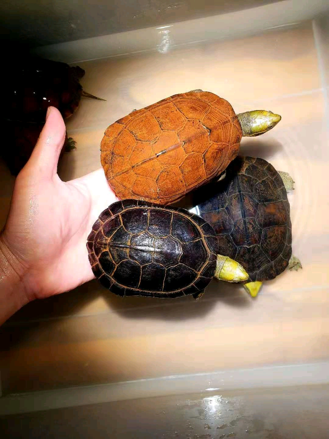 带你简单的了解一下黄喉拟水龟