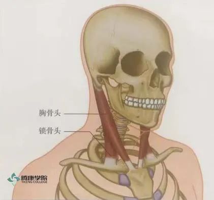 胸锁乳突肌的评估