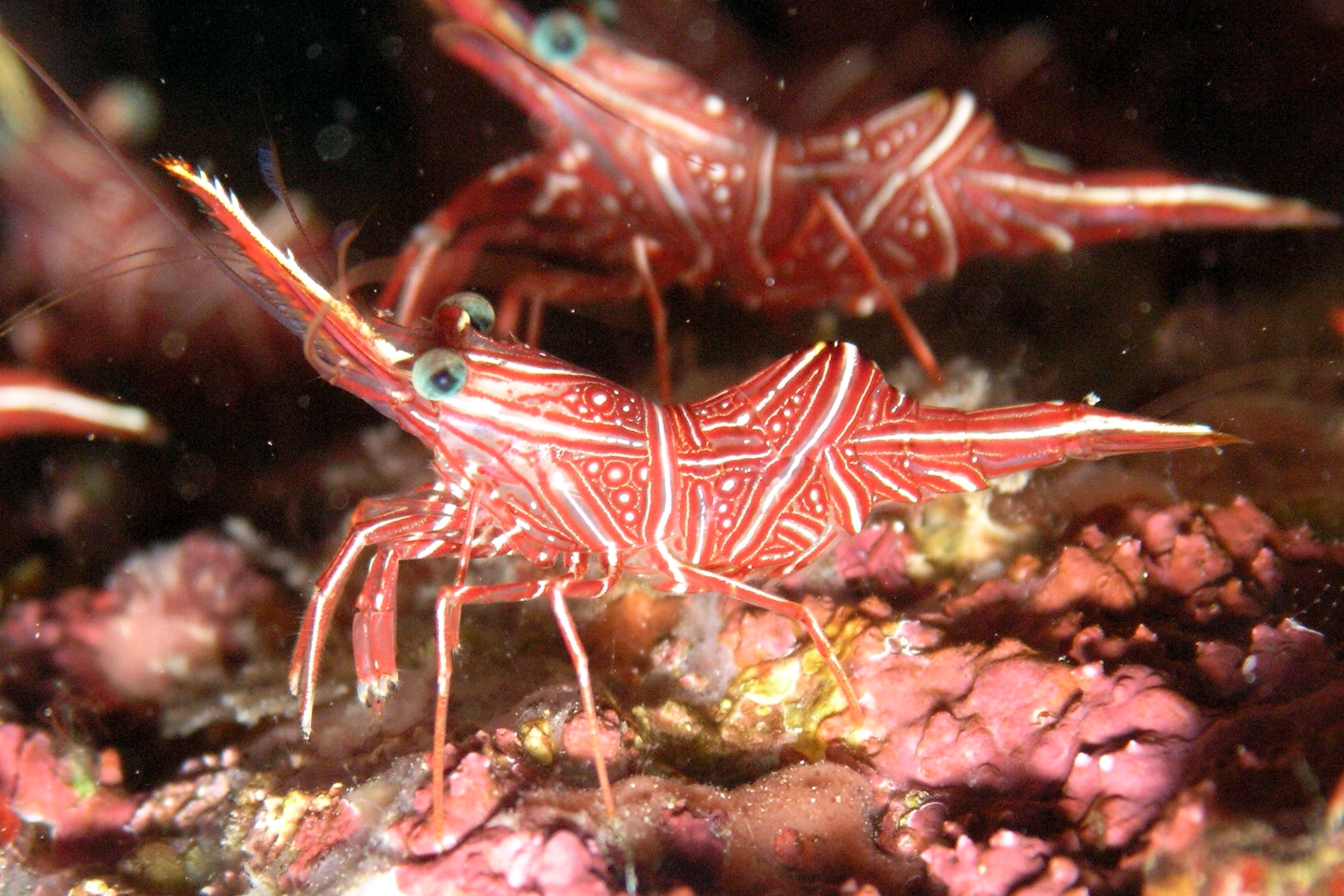 国内海水观赏虾类①常见通货篇