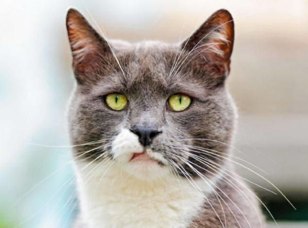 猫为什么特别高傲 d8f2136c8a05b2210c755cada21ac52201e56924.jpg