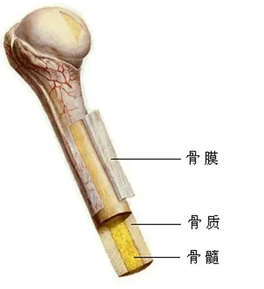 长骨的结构图长骨的结构师:在看的过程里面要了解人长高的原因是什么,