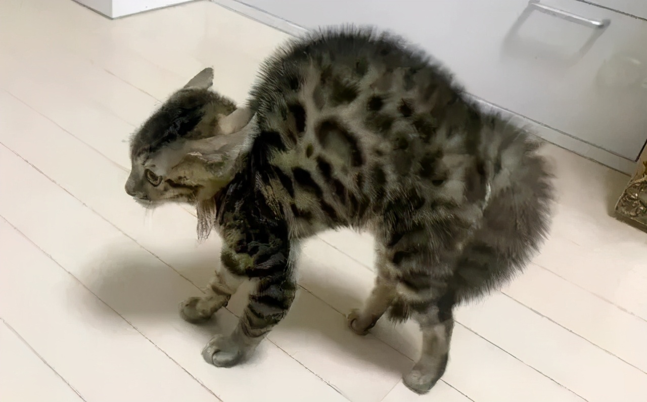 猫咪突然软便的几大原因你家猫中了吗