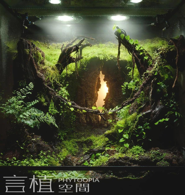 日常 言植空间,生态造景,雨林缸作品赏析 ivlc(世界生态缸造景大赛)是