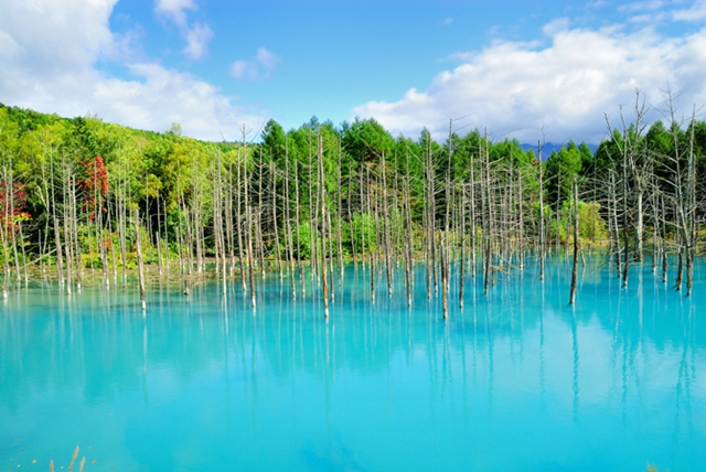 北海道绝世美景:雪中的美瑛白金青い池