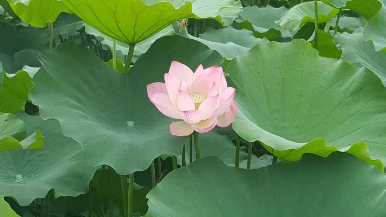 优雅的荷花